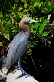 Great Blue Heron, Sanibel Island